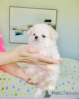 Photo №3. Chihuahua puppies available. Germany