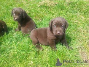 Photo №1. labrador retriever - for sale in the city of Утрехт | negotiated | Announcement № 126472