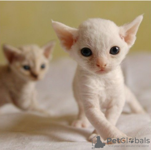Photo №1. devon rex - for sale in the city of Stockholm | negotiated | Announcement № 97877