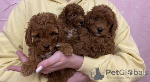 Photo №1. non-pedigree dogs - for sale in the city of White church | 643$ | Announcement № 9625
