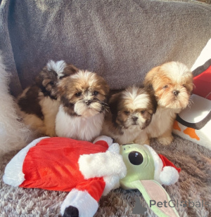Photo №3. Shih Tzu puppies ready for a new home.. Spain
