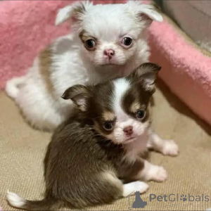 Photo №1. chihuahua - for sale in the city of Helsinki | 376$ | Announcement № 135183