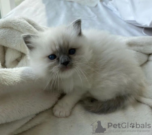 Photo №1. ragdoll - for sale in the city of Thousand Palms | 300$ | Announcement № 77894