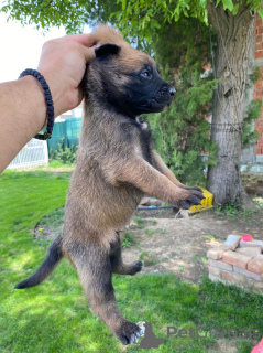 Photo №4. I will sell belgian shepherd in the city of Leskovac. breeder - price - negotiated