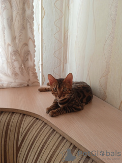 Photo №1. bengal cat - for sale in the city of Баку | negotiated | Announcement № 73549