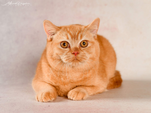 Photo №2 to announcement № 4639 for the sale of british shorthair - buy in Ukraine from nursery