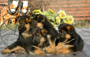 Photo №2 to announcement № 379 for the sale of german shepherd - buy in Kazakhstan from nursery