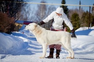 Photo №3. Central asian shepherd dog. Russian Federation