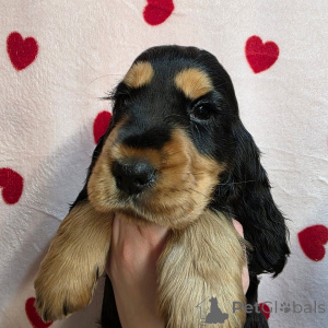 Photo №1. english cocker spaniel - for sale in the city of ALAVUS | 500$ | Announcement № 164543