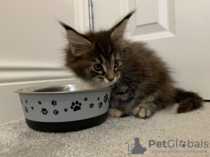 Additional photos: Trained Maine Coon Kittens with good health