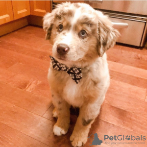 Photo №1. australian shepherd - for sale in the city of Gothenburg | 350$ | Announcement № 120257