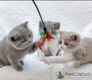 Photo №4. I will sell british shorthair in the city of Munich. private announcement - price - 269$