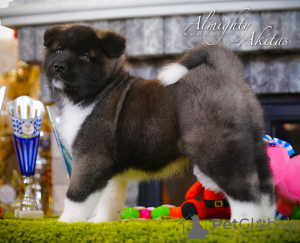 Photo №2 to announcement № 8205 for the sale of american akita - buy in Ukraine from nursery