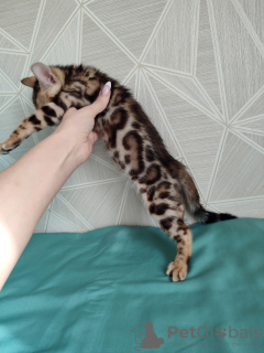 Photo №2 to announcement № 34585 for the sale of bengal cat - buy in Belarus from nursery, breeder