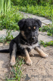 Photo №1. non-pedigree dogs - for sale in the city of Москва | Is free | Announcement № 102260