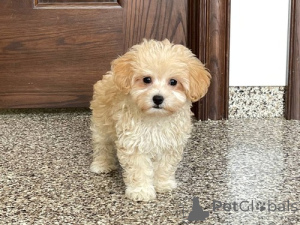 Photo №1. maltipu - for sale in the city of New York | 500$ | Announcement № 142265