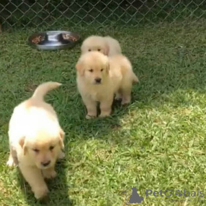 Photo №1. golden retriever - for sale in the city of Malacky | 354$ | Announcement № 29004