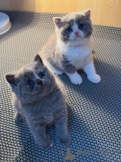 Photo №2 to announcement № 177846 for the sale of british shorthair - buy in Germany breeder