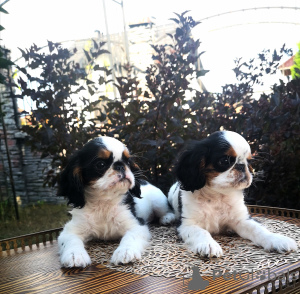 Photo №2 to announcement № 7385 for the sale of cavalier king charles spaniel - buy in Belarus private announcement, breeder