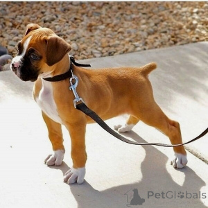 Photo №1. boxer - for sale in the city of Södertälje | negotiated | Announcement № 169783