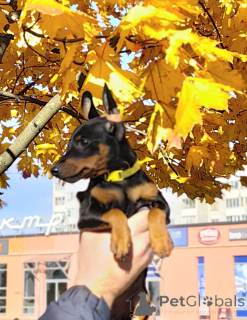 Photo №2 to announcement № 156356 for the sale of miniature pinscher - buy in Belarus from nursery