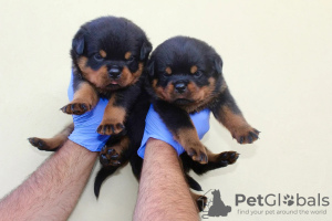 Photo №1. rottweiler - for sale in the city of Dusseldorf | 528$ | Announcement № 80754