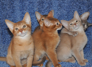 Photo №1. abyssinian cat - for sale in the city of Kingisepp | 246$ | Announcement № 2883