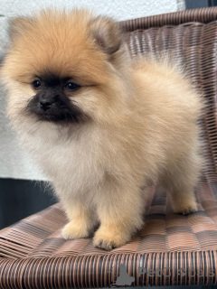 Photo №2 to announcement № 140115 for the sale of german spitz - buy in Germany private announcement