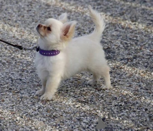 Photo №1. pomeranian - for sale in the city of Aalen | negotiated | Announcement № 167122