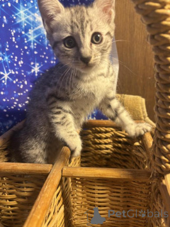 Photo №1. egyptian mau - for sale in the city of Frankfurt | 361$ | Announcement № 173523