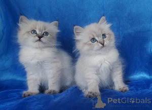 Photo №1. siberian cat - for sale in the city of Ramstein-Miesenbach | 361$ | Announcement № 169822