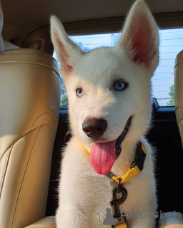 Photo №1. siberian husky - for sale in the city of Jindrichuv Hradec | 929$ | Announcement № 162868