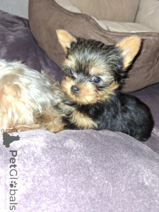 Photo №4. I will sell beaver yorkshire terrier, yorkshire terrier in the city of Vilnius. private announcement, from nursery, breeder - price - 723$