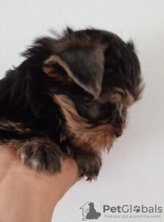 Photo №1. yorkshire terrier - for sale in the city of Yokneam Illit | 800$ | Announcement № 29848