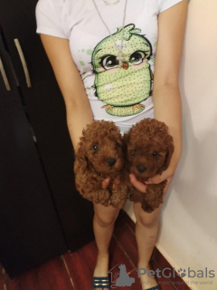 Photo №3. Red dwarf poodle. Serbia