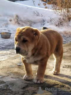 Photo №2 to announcement № 9600 for the sale of central asian shepherd dog - buy in Russian Federation breeder