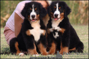 Photo №1. bernese mountain dog - for sale in the city of Belgrade | negotiated | Announcement № 114984