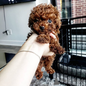 Photo №1. poodle (dwarf) - for sale in the city of Galați | negotiated | Announcement № 67783