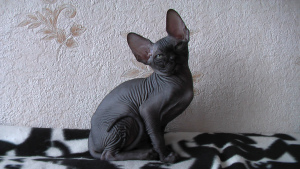 Photo №1. sphynx cat - for sale in the city of Lyon | 2225$ | Announcement № 508