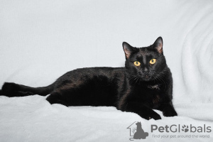 Additional photos: Two black as coal cats Bagheera and Rusya are looking for a home