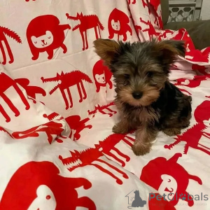 Photo №3. Cute adorable yorkie puppies for sale contact whatsapp business 447450021323. Germany
