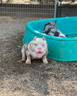 Photo №1. american bully - for sale in the city of Bielefeld | 940$ | Announcement № 147472