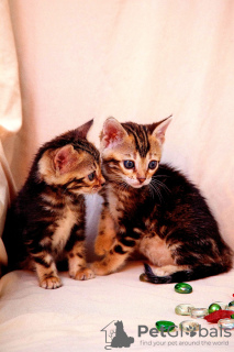 Additional photos: Bengal kittens with documents