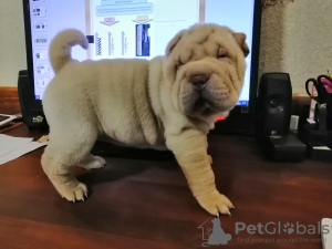 Photo №4. I will sell shar pei in the city of Zaporizhia. breeder - price - 423$