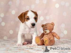 Photo №4. I will sell jack russell terrier in the city of Kiev. private announcement - price - 660$