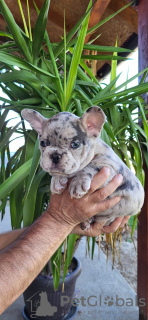 Photo №4. I will sell french bulldog in the city of Obrenovac.  - price - negotiated