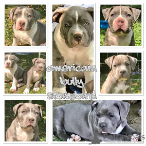 Photo №4. I will sell american bully in the city of Белле. breeder - price - 2129$