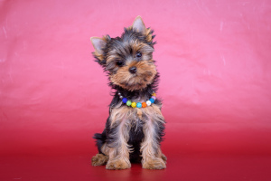 Additional photos: Yorkshire Terrier. Puppies