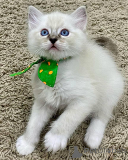 Photo №1. ragdoll - for sale in the city of Iisalmi | 465$ | Announcement № 168917