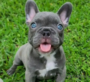 Additional photos: french bulldog puppy